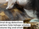 How do you measure the concentration of a drug in a tortoise shell? Thirawatana Phaisalratana/iStock via Getty Images Plus